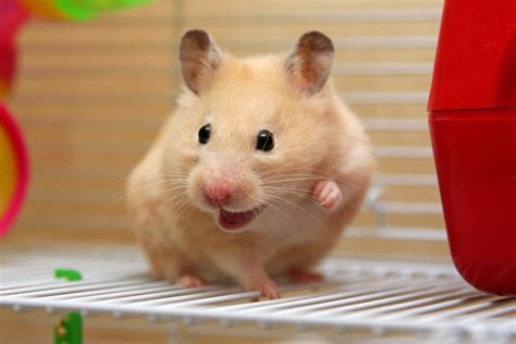 siberian hamster lifespan|live expectancy of a hamster.